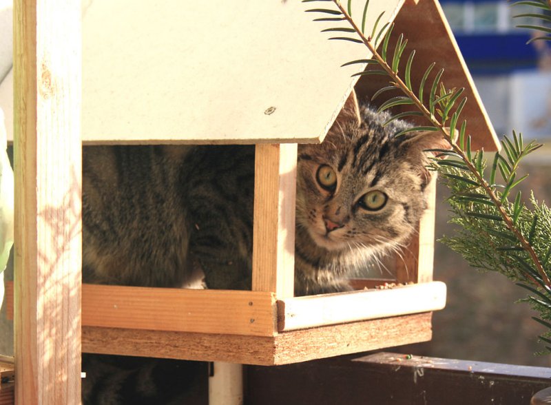 Déménager avec son chat