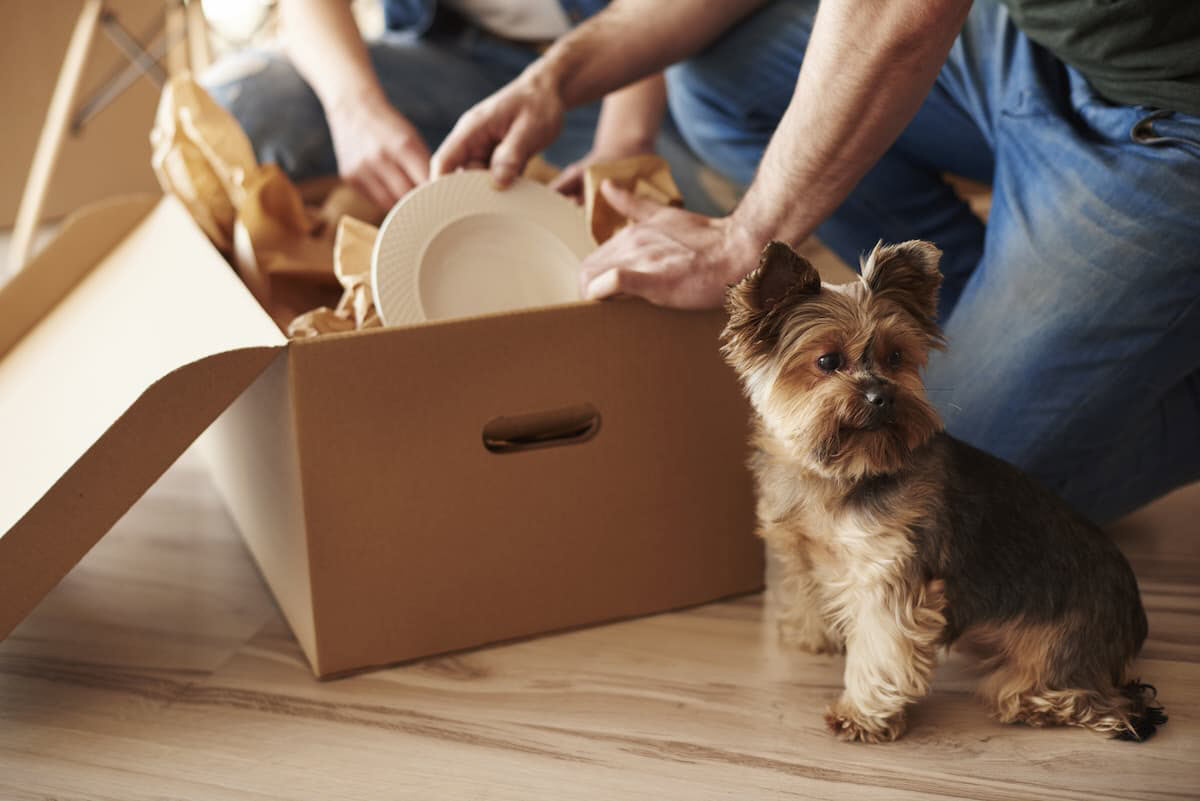 Déménager avec son animal de compagnie